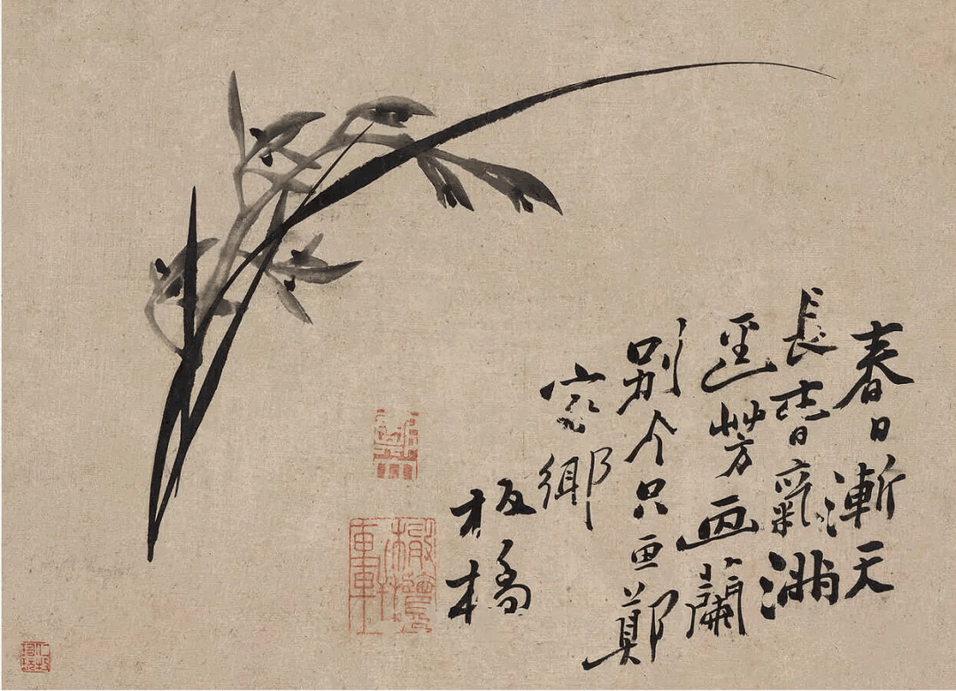 郑板桥《兰花册》,疏朗劲峭
