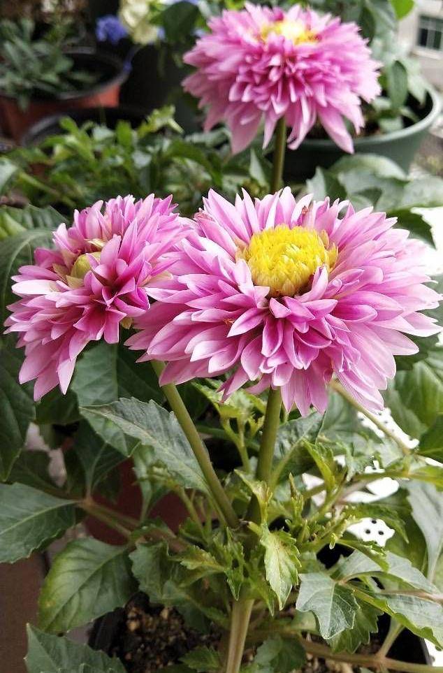 炎夏就养"3种花",不怕热不怕晒,花量很大又仙又美丽