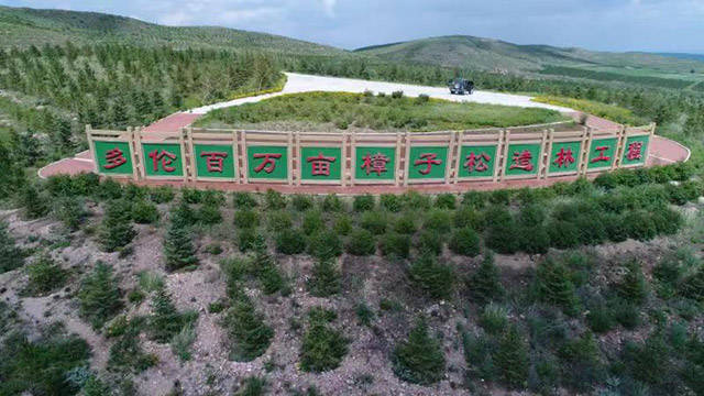 筑牢北方生态安全屏障 百万亩樟子松打造多伦绿色模式