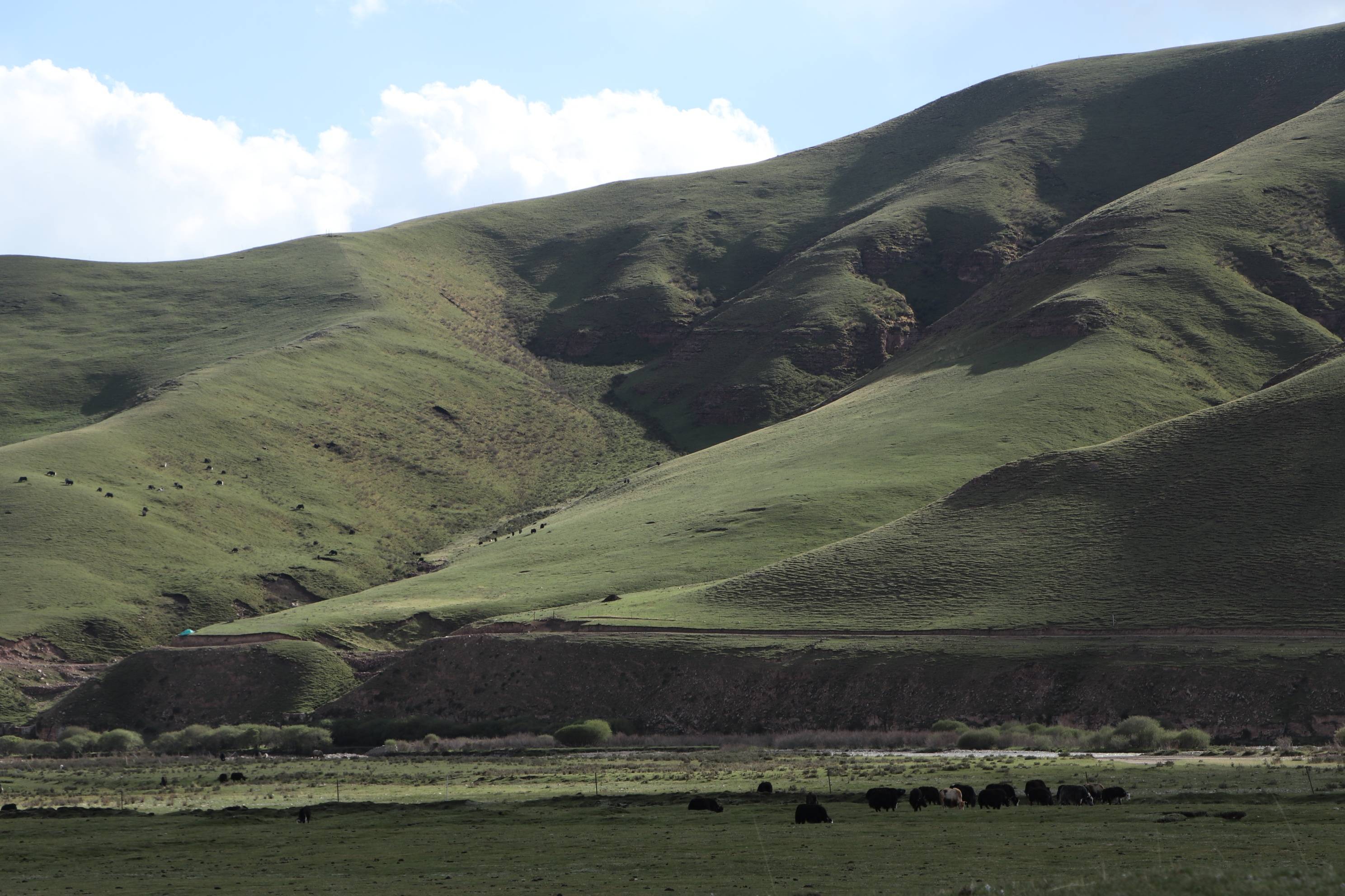 南方  梅子仪 拍摄果洛藏贡麻村村民桑杰本的牧场位于刚察县北部