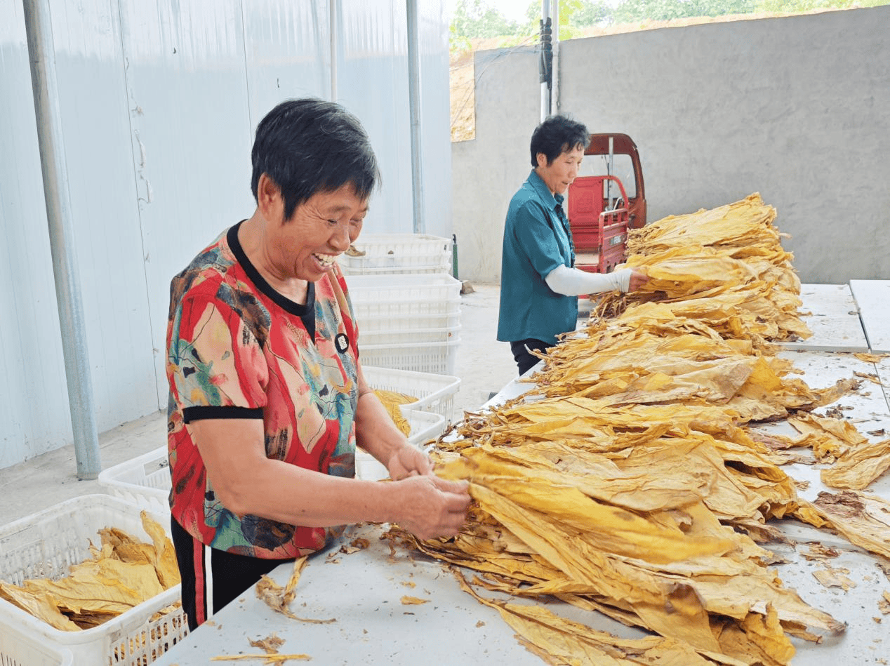 道县梅花镇:"一叶成金"助力乡村振兴_烤烟_种植户_发展