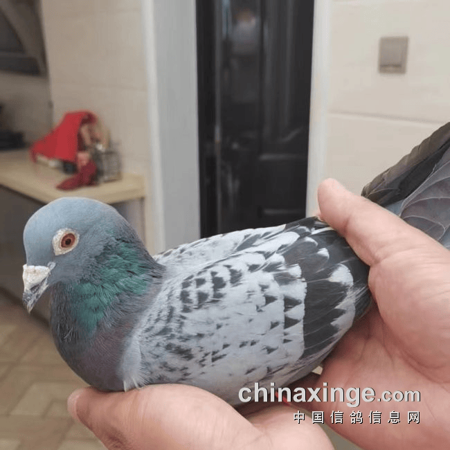 张爱中与参赛鸽扬州在信鸽超远程比赛方面有着较好的群众基础,数十年