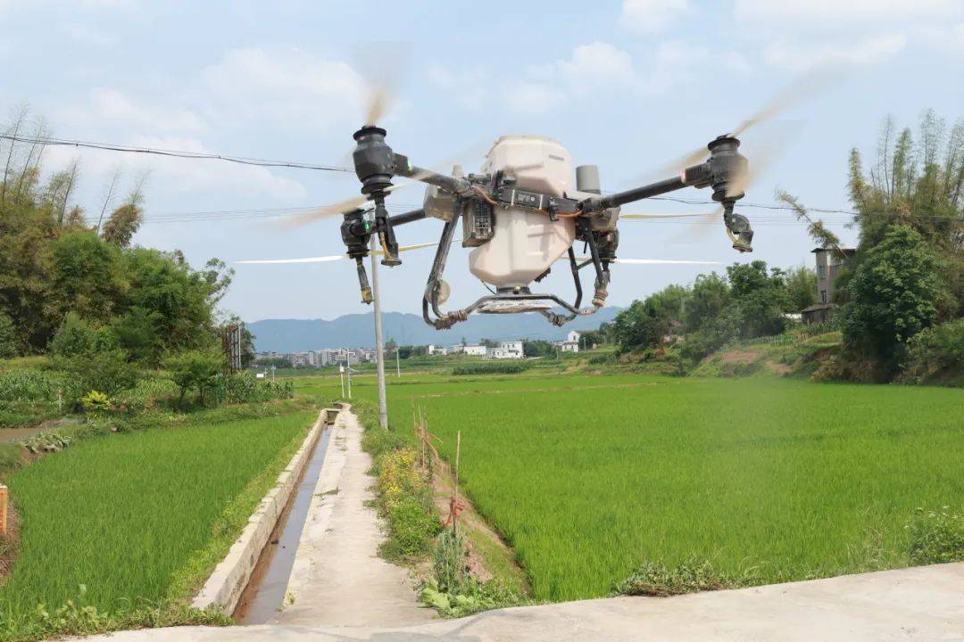 基层 | 泸县:无人机"飞防"作业,"虫口夺粮"保丰收