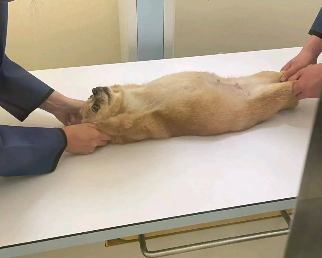 在宠物医院里拍到的各种可爱瞬间，又是被小狗治愈的一天