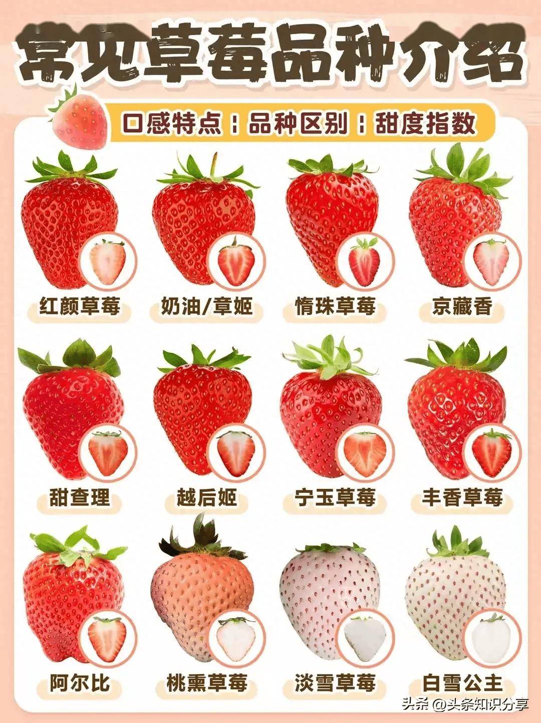 常见草莓的品种及特点,附阳台草莓种植方法!