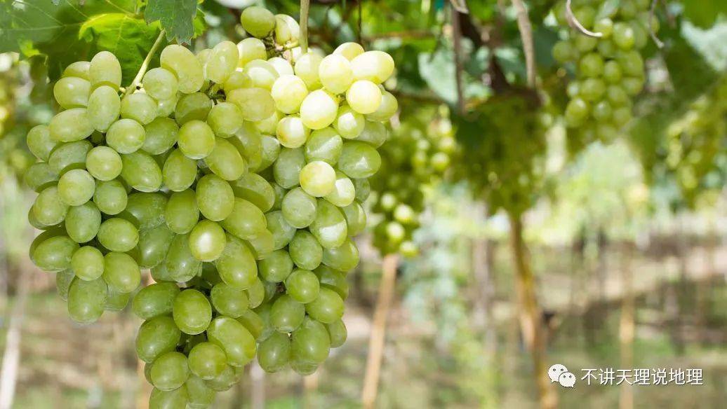 【地理资源】黄金叶,地理视角看阳光玫瑰葡萄