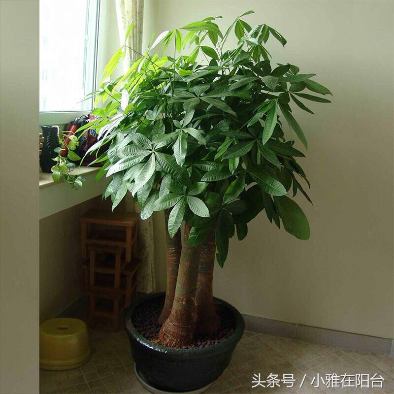 玉树_养护_寓意