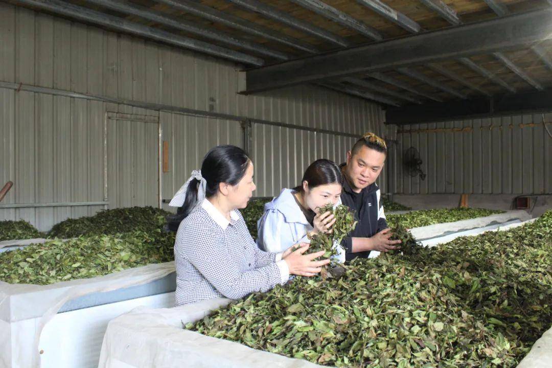 "新农人"回村进行时丨林酉:好茶出大山,氤氲飘四方
