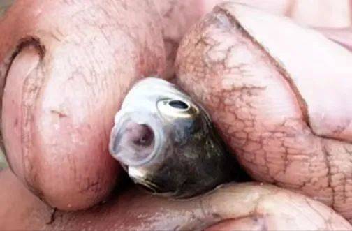 鲫鱼夏花鱼种发现感染喉孢子虫!如何有效预防?