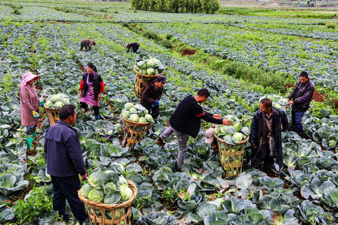 威宁小海镇做大蔬菜产业——拓宽群众增收新路径 注入乡村振兴新动力