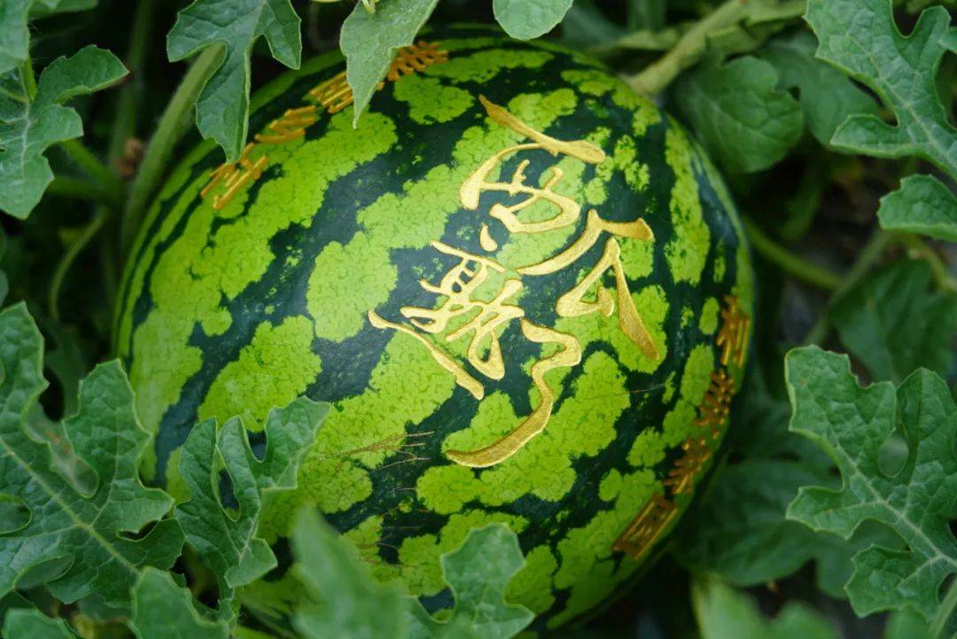 南桥镇|"金奖"西瓜就在南桥!夏日缤纷水果清爽来袭