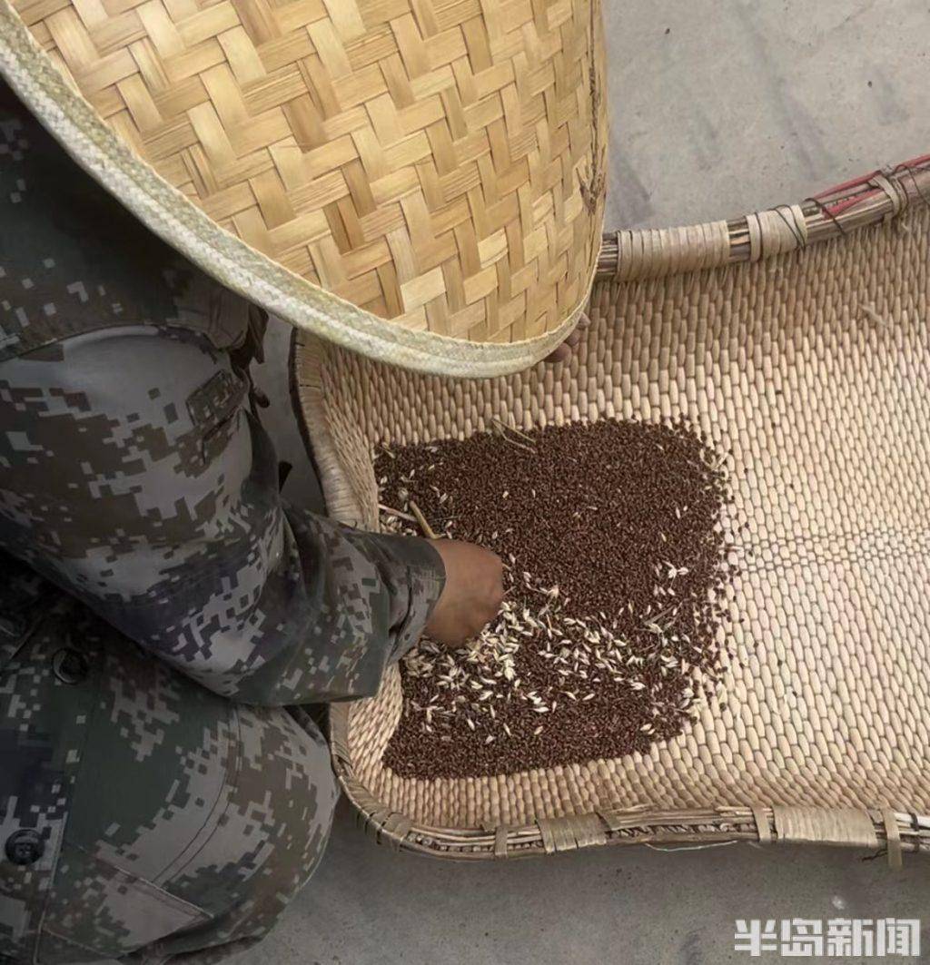 青岛市农科院自主选育的彩色小麦丰收_紫麦_蓝麦_盖红梅