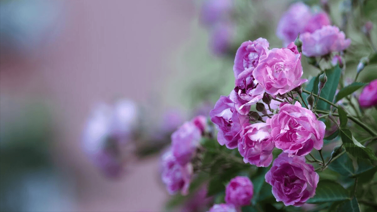 还有2年退休,婆婆卧床,再婚10年的老公让我辞职:不管那就离婚