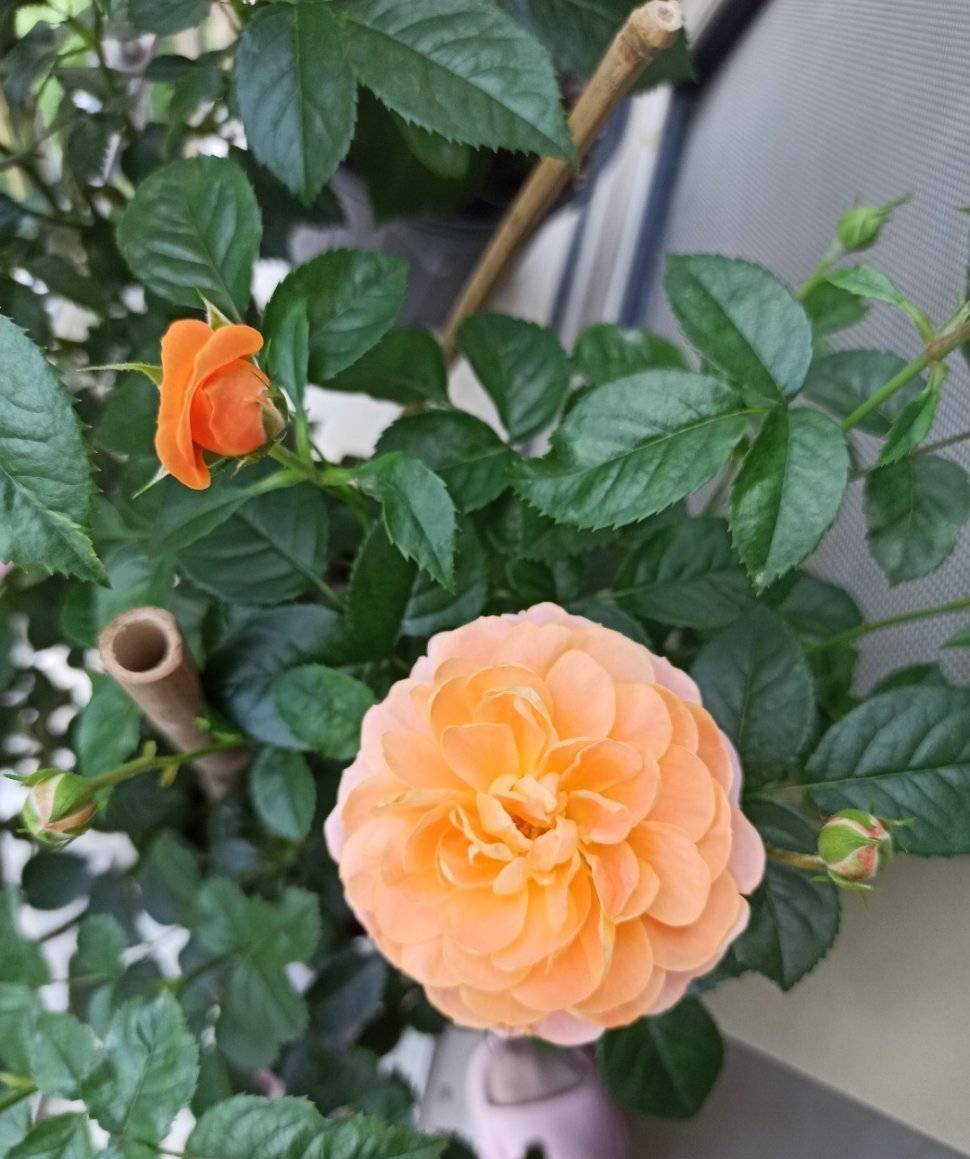 阳台种3种花,一年至少开三个季节,花量大颜色美花期长很绚烂