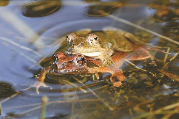 "蛙生"很不易 镇海林蛙的故事