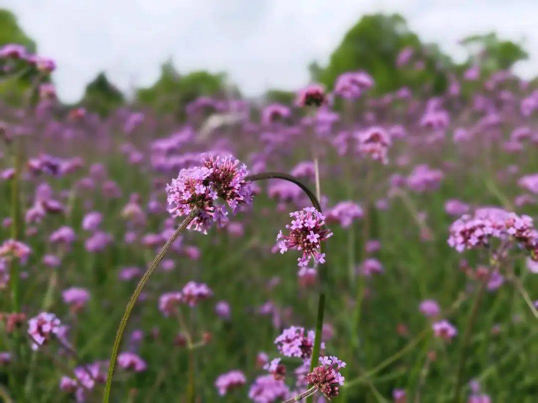永靖马鞭草花海|盛夏感受"普罗旺斯"的浪漫