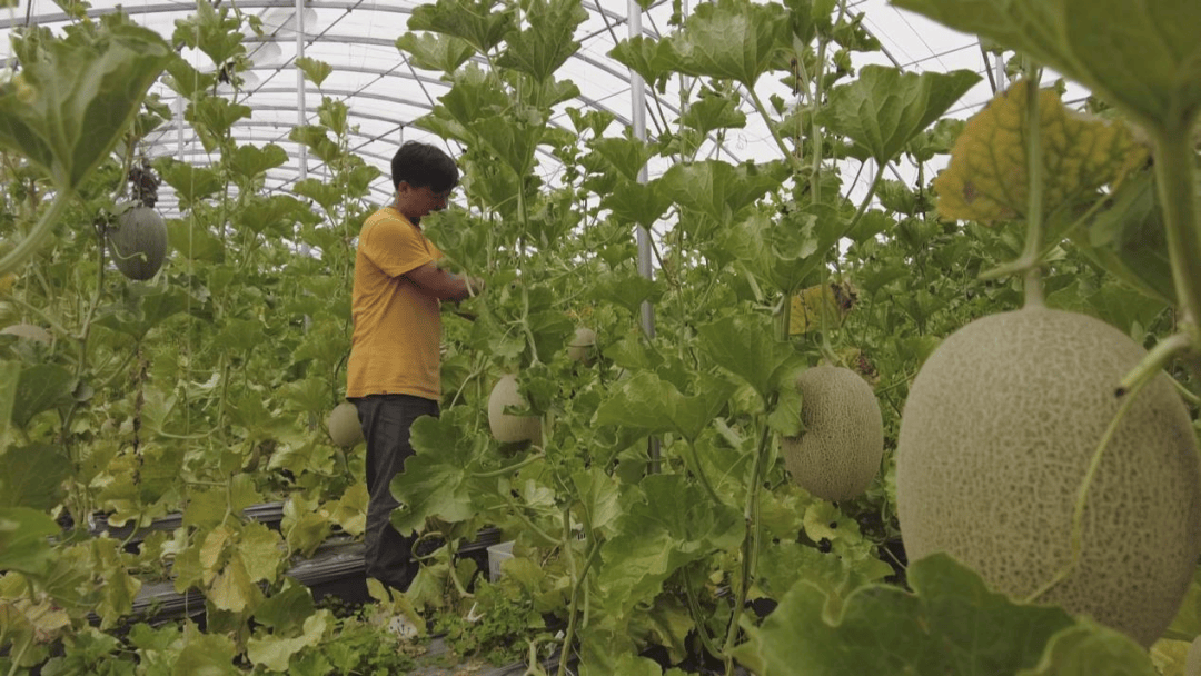 西昌安哈镇:无土栽培哈密瓜,味甜质优销售好