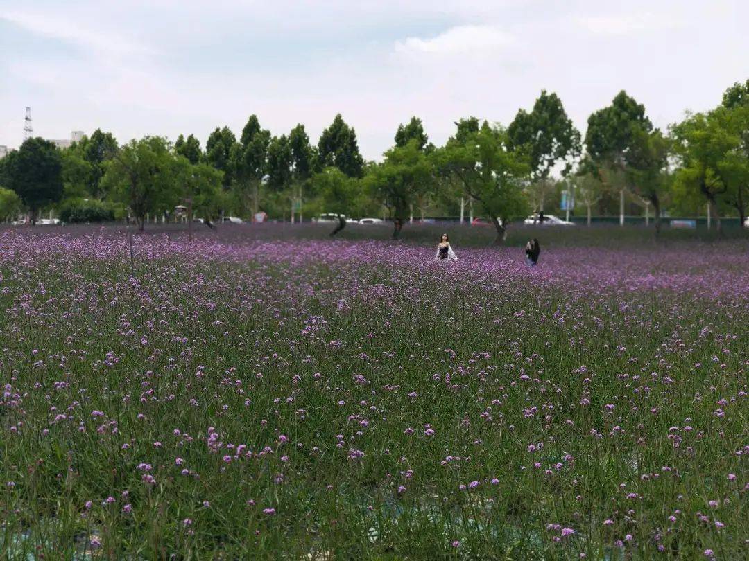 永靖马鞭草花海|盛夏感受"普罗旺斯"的浪漫