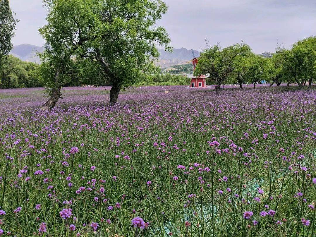永靖马鞭草花海|盛夏感受"普罗旺斯"的浪漫