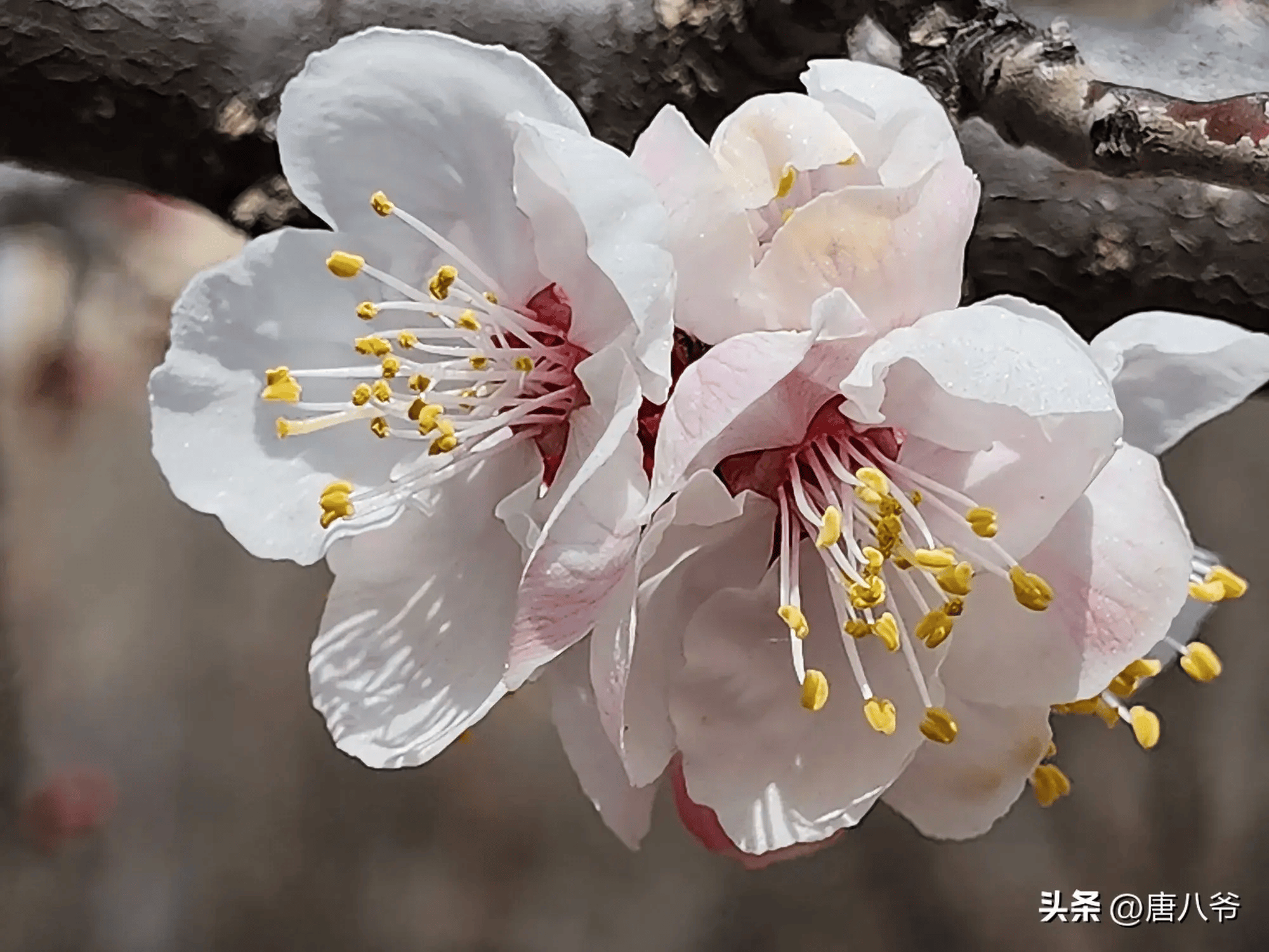 花风景图片大自然真实图片