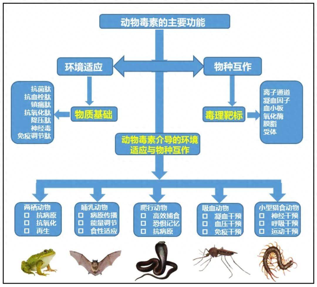 在“五毒”里寻找良药_有毒_动物_开发