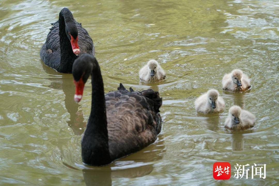 【视频】南京绿博园河塘里,一对黑天鹅孵出一窝5只小宝宝