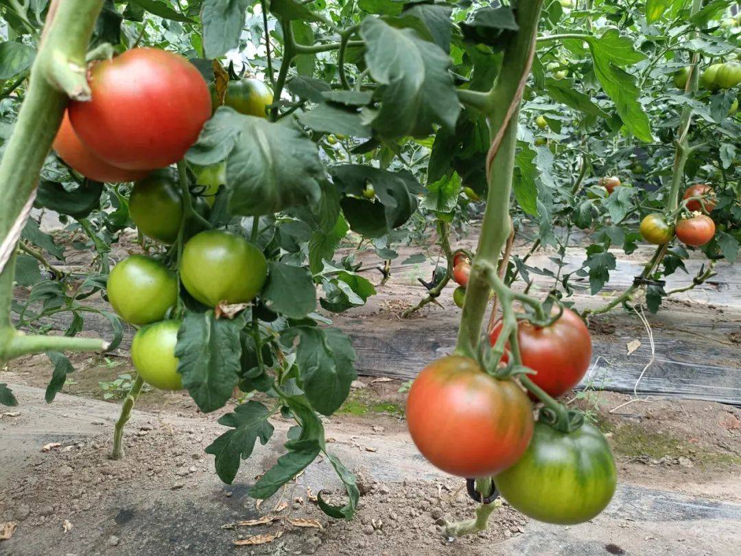 【产业富企】苇河林区"柿业"旺 丰收喜悦满棚来_种植_森林_柿子