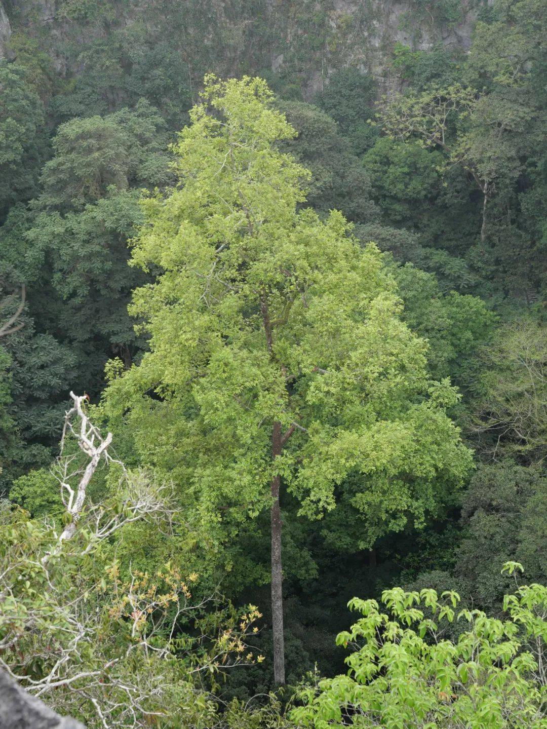 有一种老鼠叫阿拉斯加的冰川老鼠,有一种树叫岩溶地区的望天树