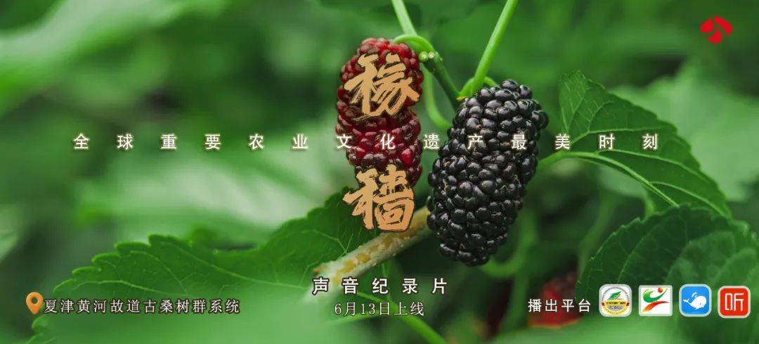声音纪录片《稼穑》—夏津古桑树群:酸甜中的发展之道_种植_桑椹_桑叶