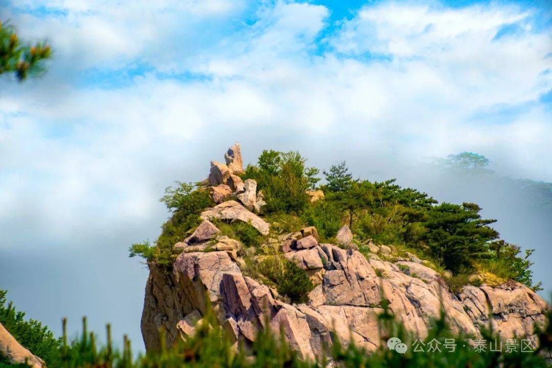 泰山夏意浓|邂逅夏日天烛峰的盎然野趣