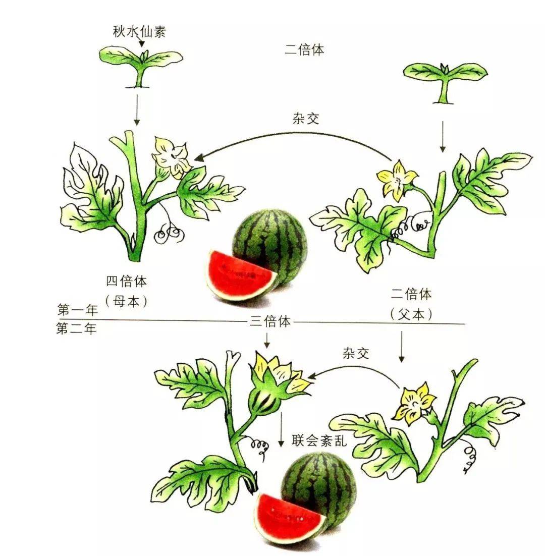 无籽西瓜的培育原理图片