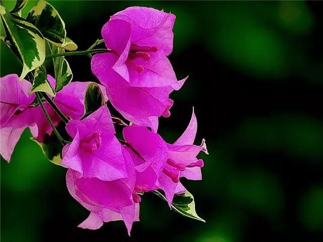 很适合懒人来养护!