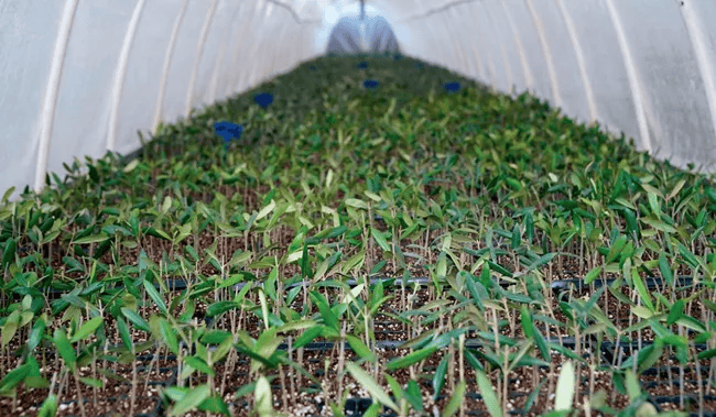 甘肃武都:提质增效,油橄榄释放多重效益