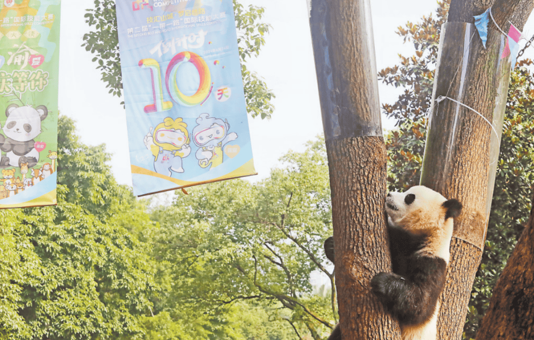 大熊猫兄妹“渝可”“渝爱”有了新身份 “一带一路”国际技能大赛开启迎宾模式_重庆动物园_参赛_活动