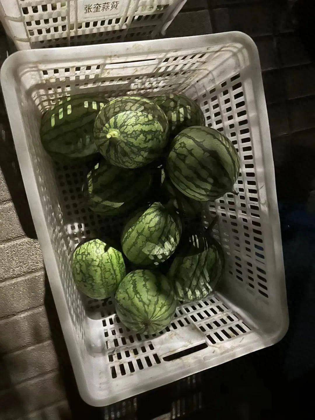 持续下跌！这一品种价格跌破1元_西瓜_种植_庞各庄