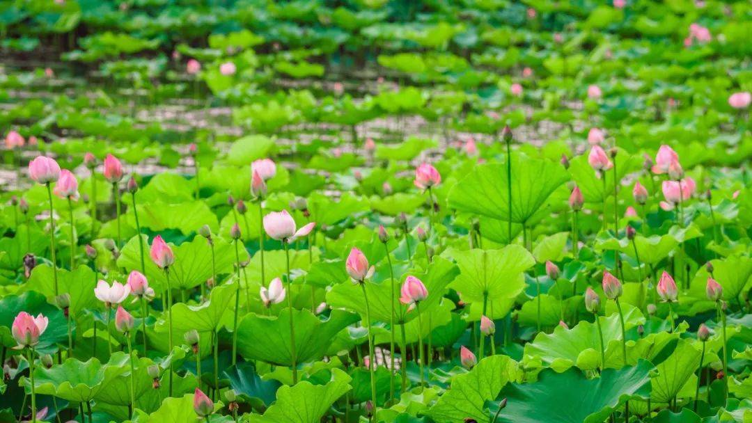 桐乡绝美荷花塘!