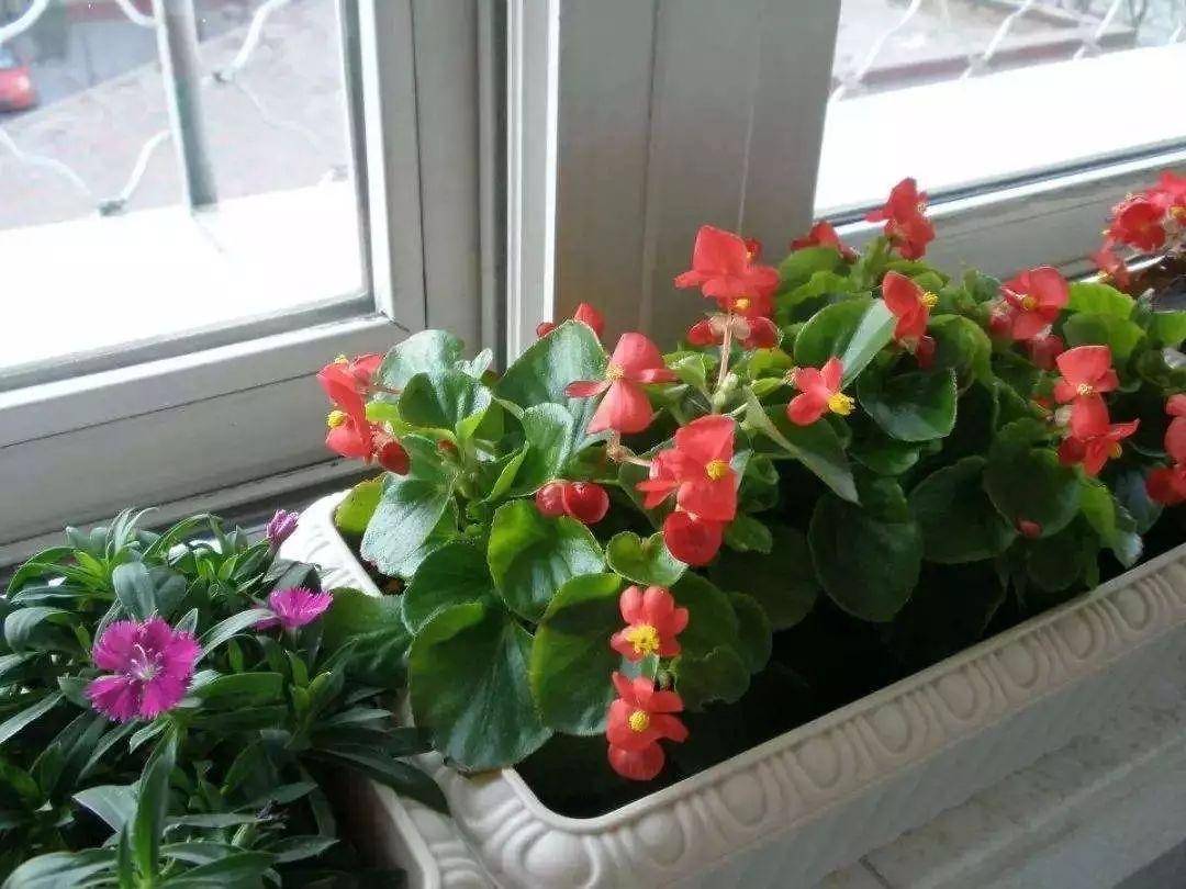 有"一种花",红艳艳很喜庆,大夏天开花不断,表现真的太