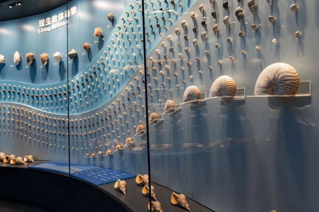这座西南县城,藏着全国中产的精神避难所_澄江县_生命_中国