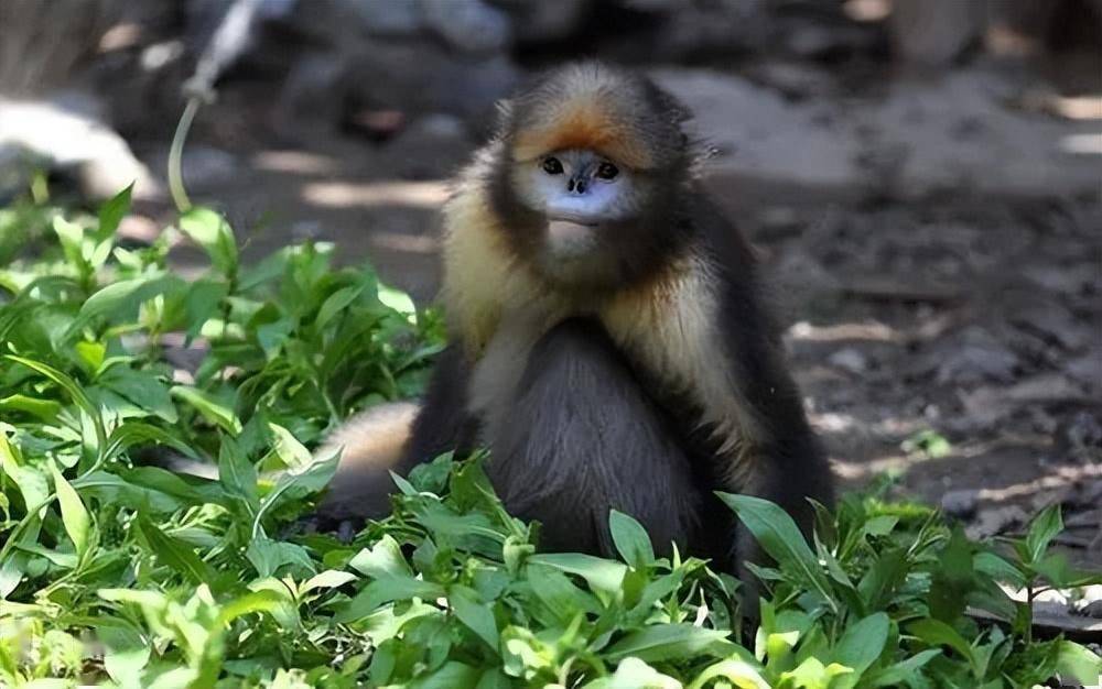 梵净山发现一张黑皮,猎人证实是新物种,今被称为"世界