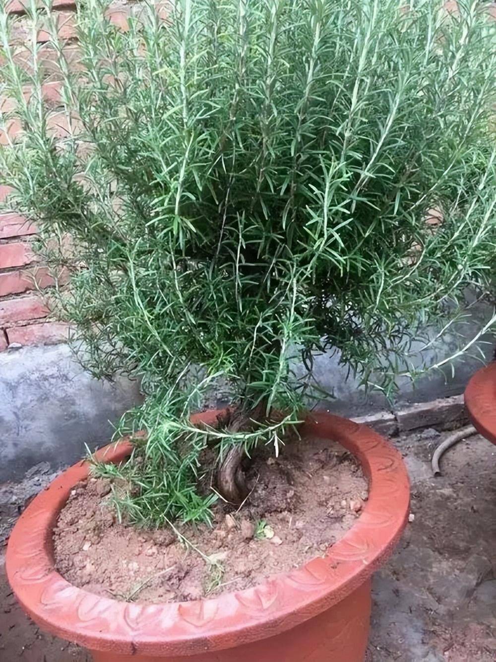盆景 盆栽 植物 1000_1334 竖版 竖屏