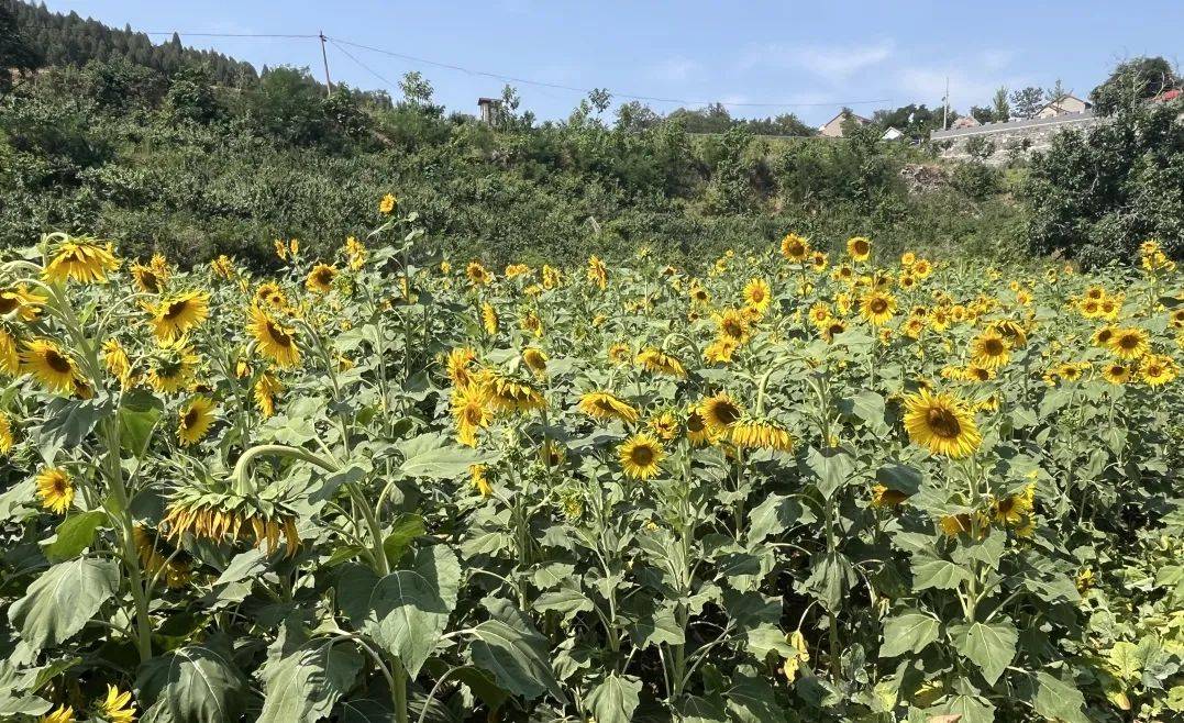 临淄花海图片