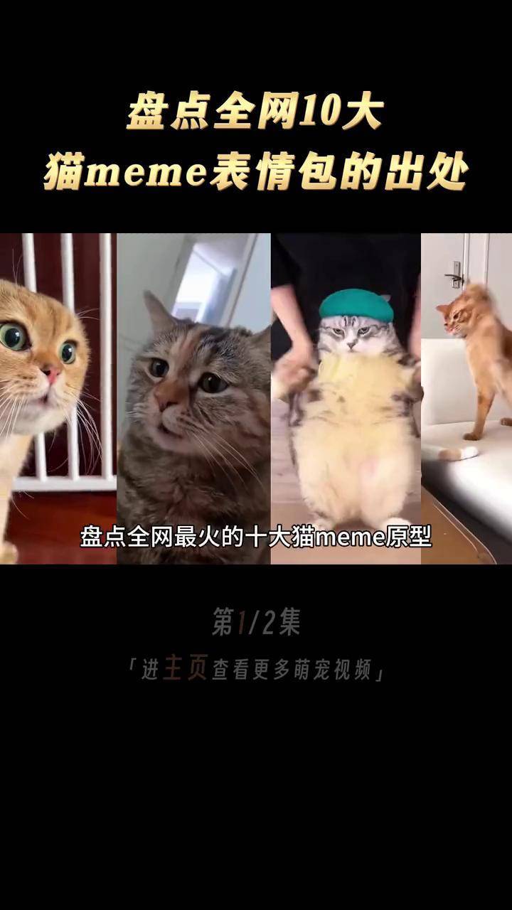 盘点全网最火的10大猫meme原型，快来看看你刷到过哪几个？ #猫meme表情包 #喵星人 #萌宠