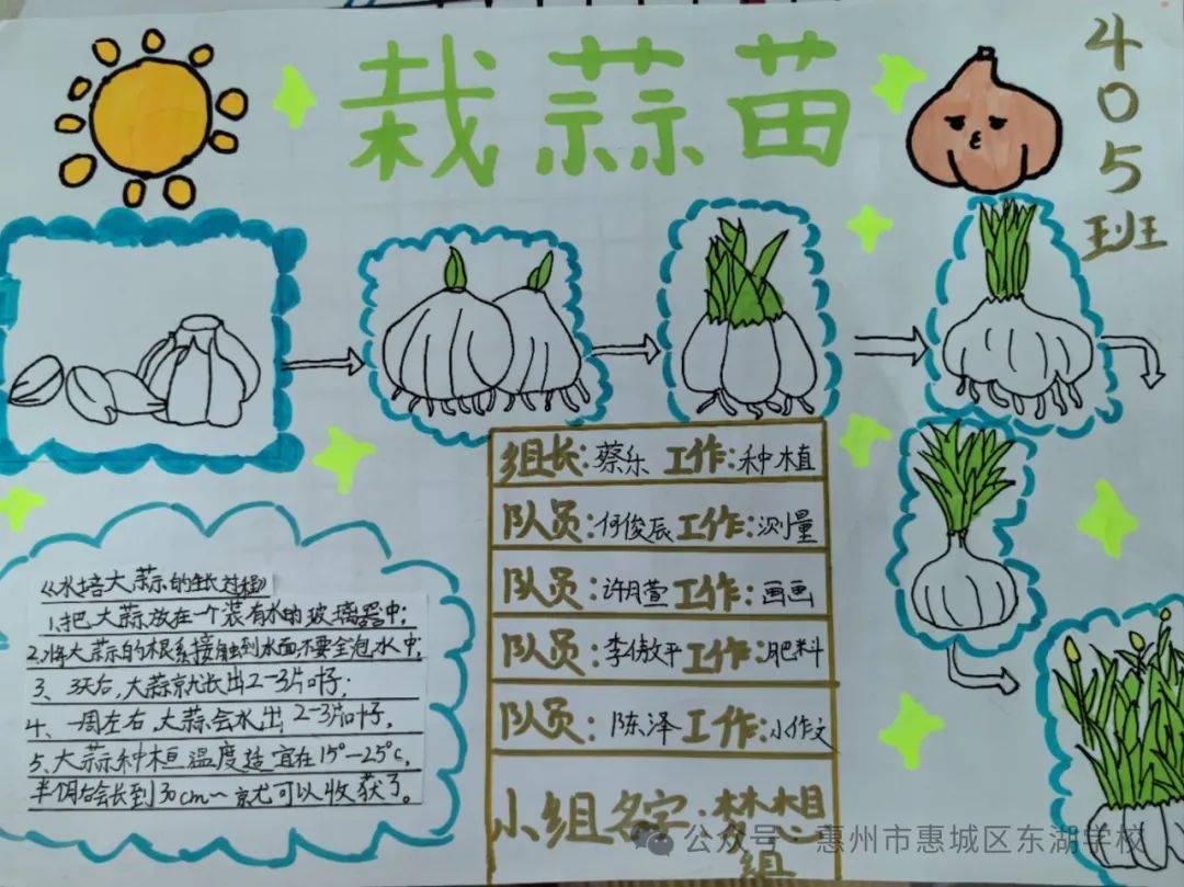 小组内商量,通各渠道(咨询家长,网上查找资料)了解蒜苗种植知识,小组