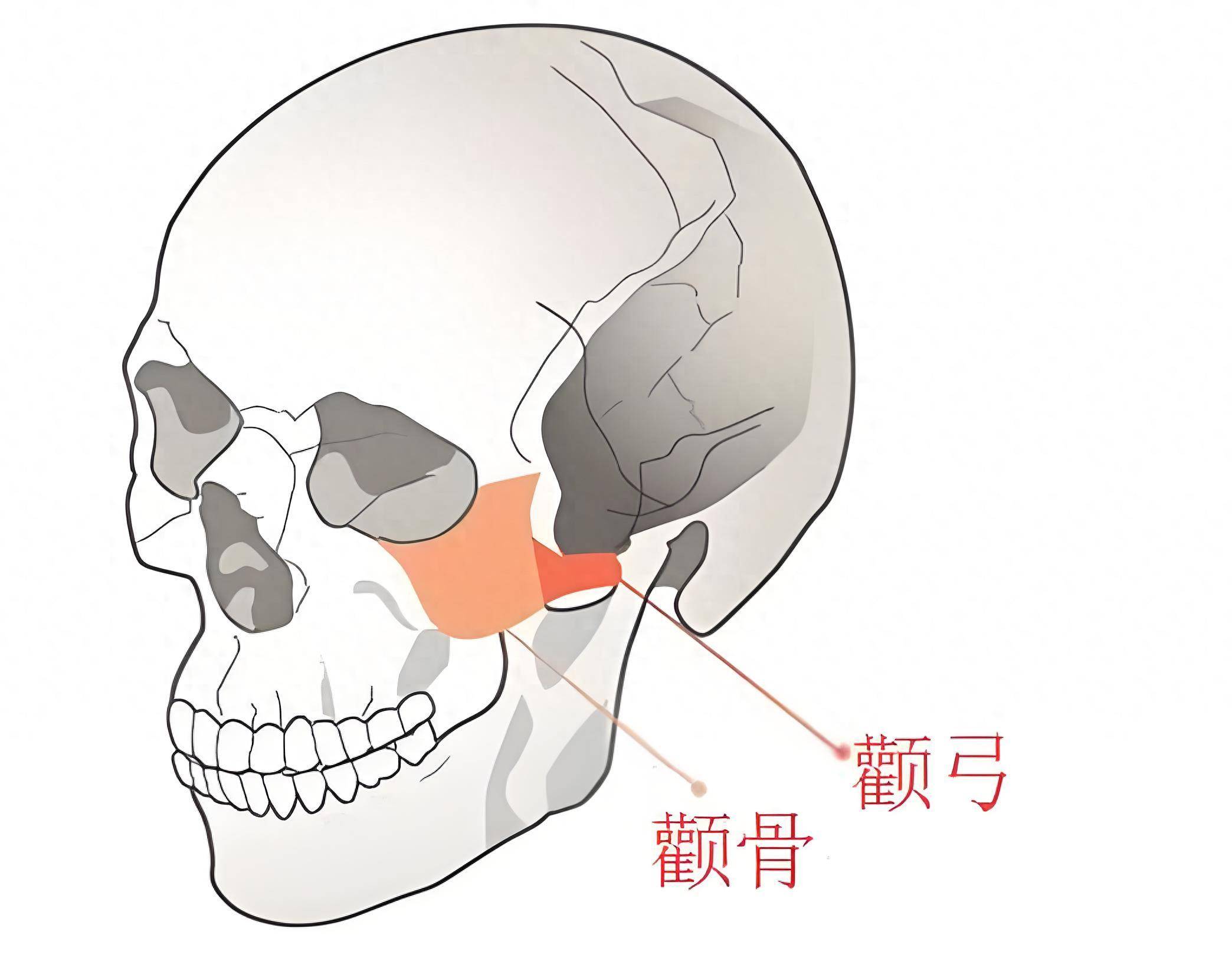 《说文解字》第816课 古人是如何称呼颧骨的