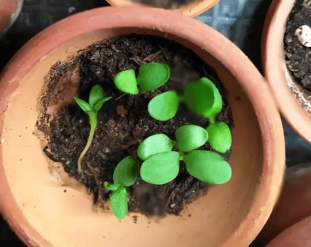 发芽和生长:石竹花种子一般在1-3周内开始发芽,取决于品种和环境条件.