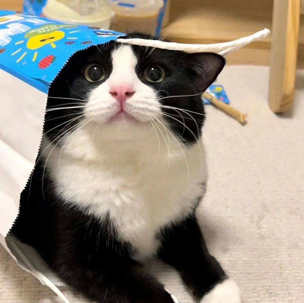 头像 | 我猜你不敢用的头像