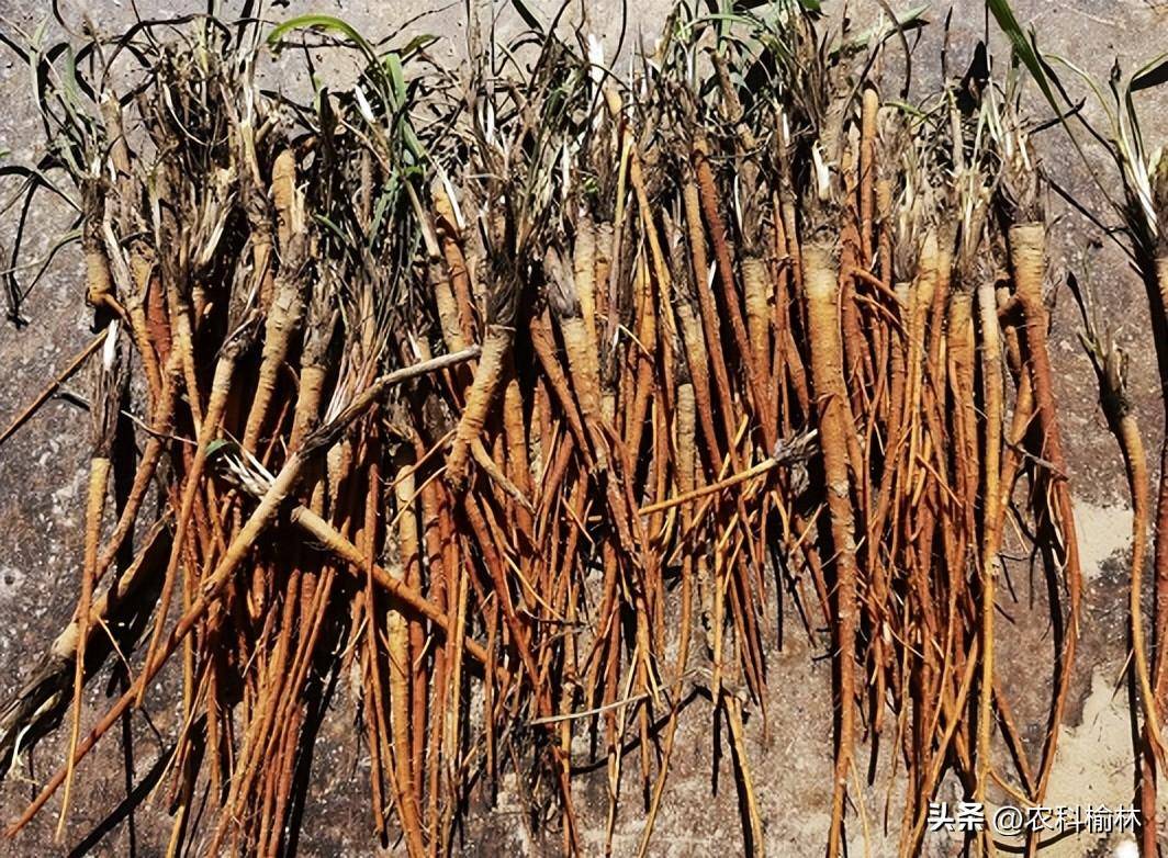 榆林加速推进南部县产业振兴