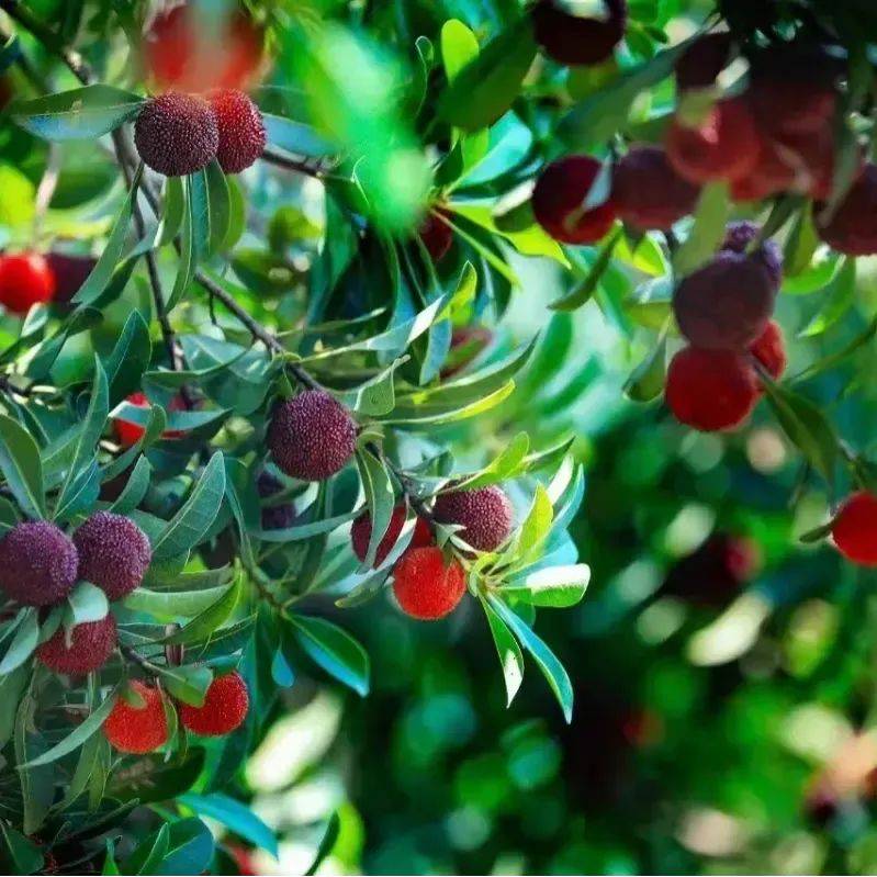 余姚杨梅,慈溪杨梅.你最爱哪款?