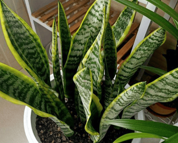 养护虎尾兰要注意什么,别忘这几点,叶片更多,美观紧凑