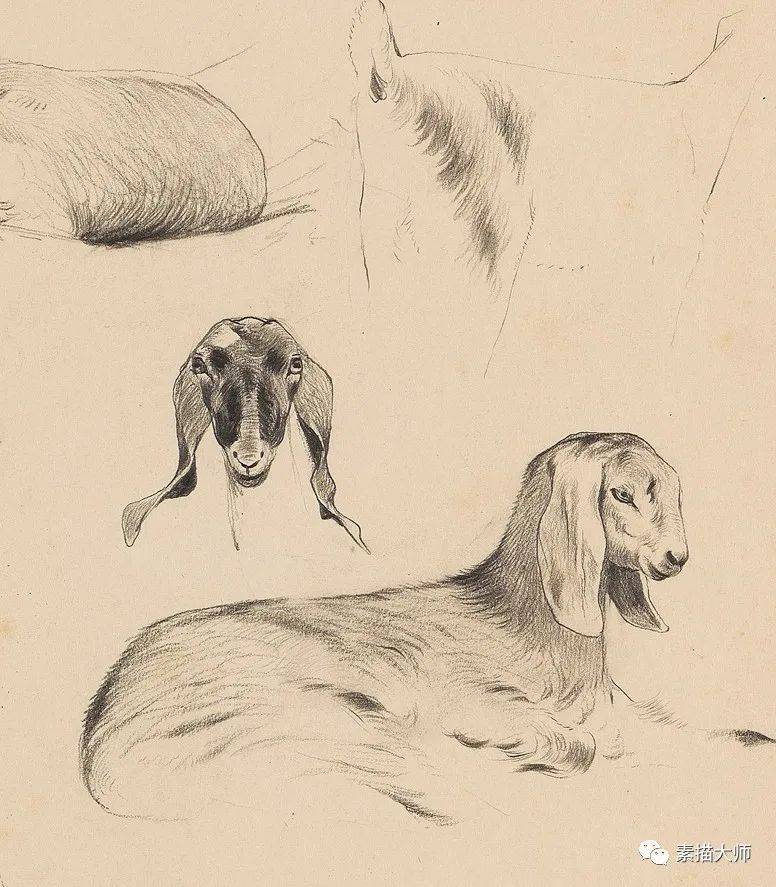 造型大神 | 动物素描